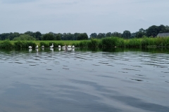 Avink