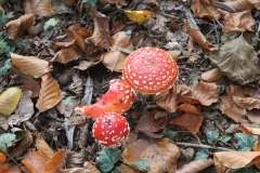 Bij Olliemölle, Foto Tonny Schulenberg